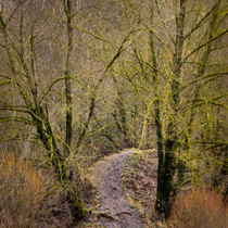 woodland trail